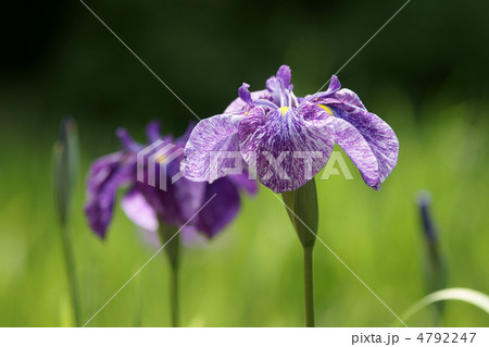 花菖蒲 4792247