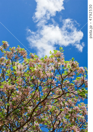 Spring Blossom 4792530