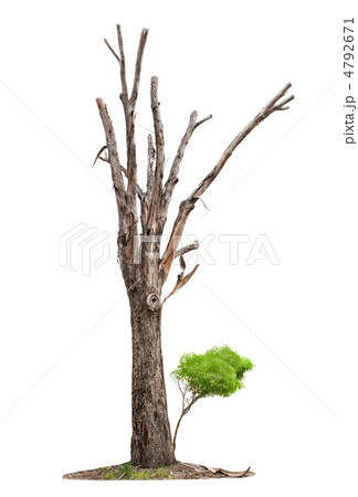 Tree on white background 4792671