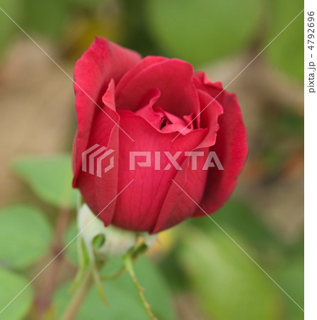 Beautiful red rose Beautiful red rose 4792696
