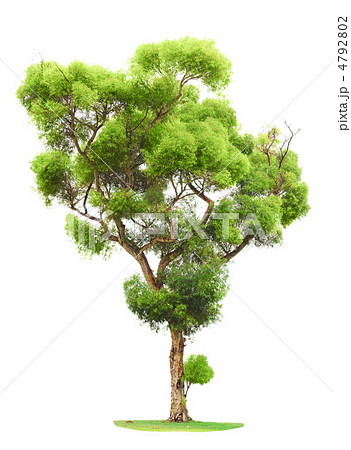 Tree on white background 4792802