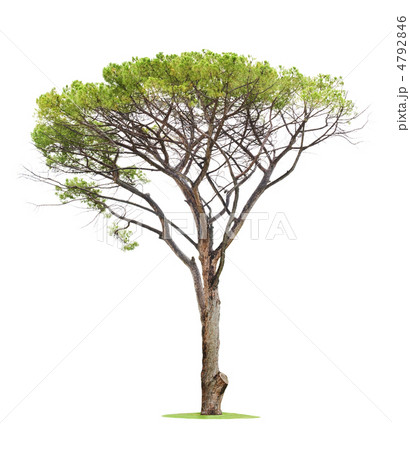 Tree on white background 4792846