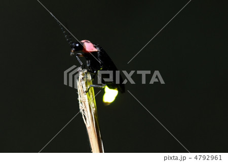 キラキラホタル 4792961