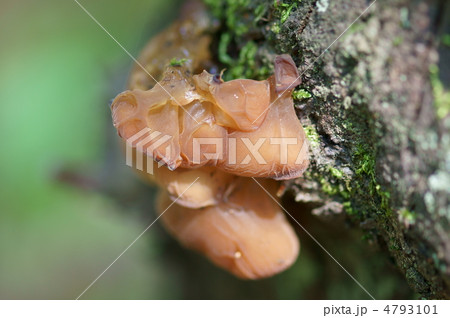 木耳キクラゲ　まるで耳たぶのようにフニャフニャ。 4793101