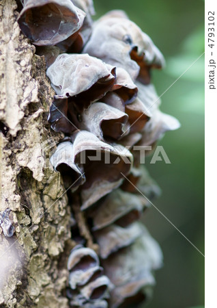 荒毛木耳　キクラゲとして売られていることも多いそうな・・・ 4793102