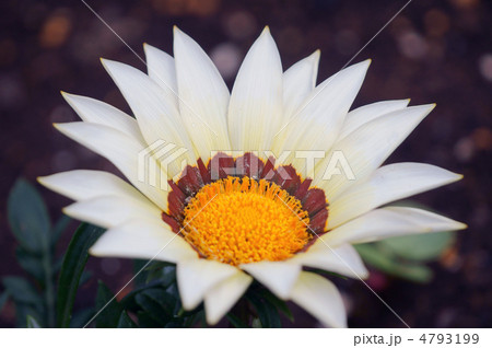 勲章菊　本名はガザニアですが勲章のほうがピッタリですよね。 4793199