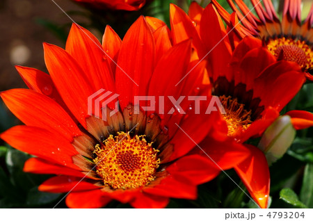 勲章菊　本名はガザニアですが勲章のほうがピッタリですよね。 4793204