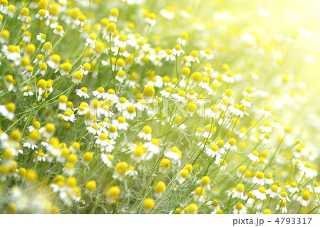 Fild Of Camomiles 4793317