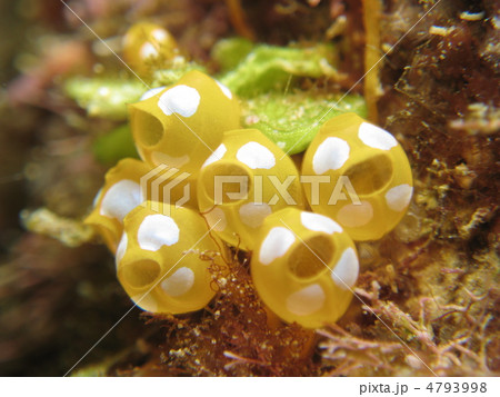 ウルトラマンホヤ 4793998