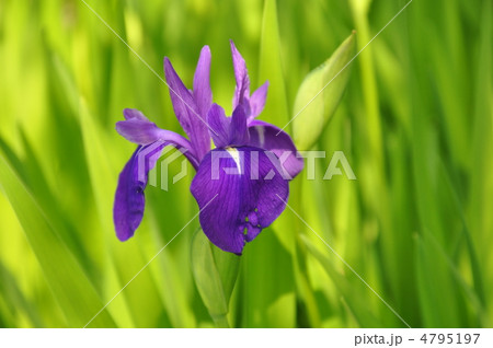 花菖蒲 花菖蒲 4795197