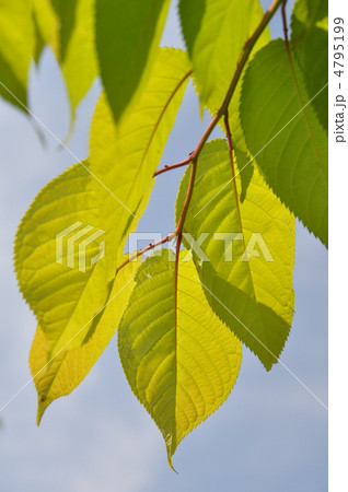 若葉 若葉 4795199