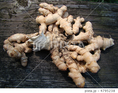 秋ウコン 4795238