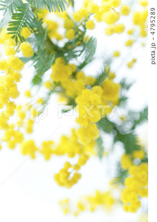 ミモザ 4795289