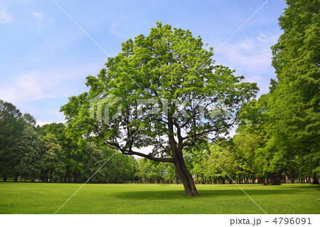 Branchy maple stands in center park Branchy maple stands in center park 4796091