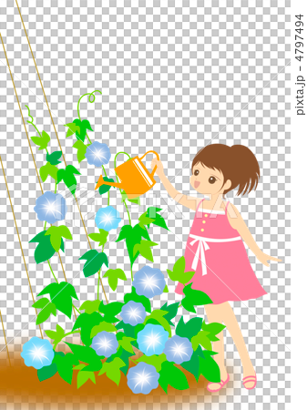 朝顔に水やりをする女の子 4797494