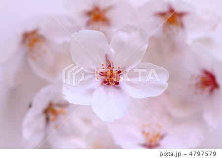桜の花 ピンク 桜の花 ピンク 4797579