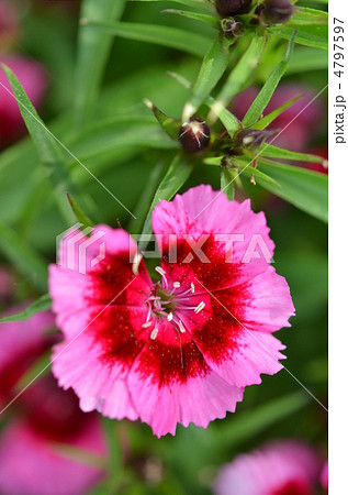 なでしこ 4797597