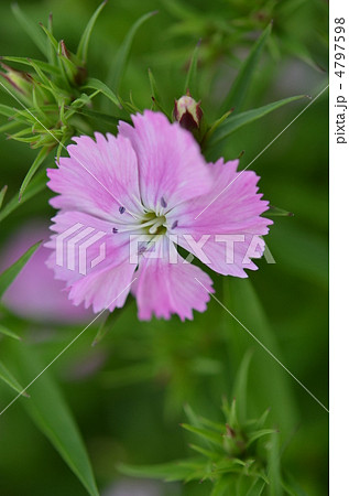 なでしこ 4797598