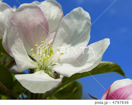 リンゴの花 4797636