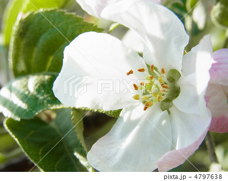 リンゴの花 4797638