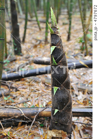 竹の子 4797672
