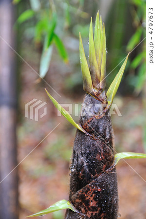 竹の子 4797673