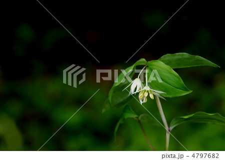 チゴユリ 4797682