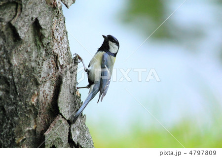 シジュウカラ 4797809