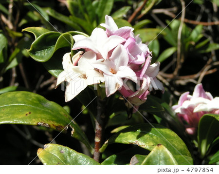香りの強い綺麗な花ジンチョウゲの写真素材