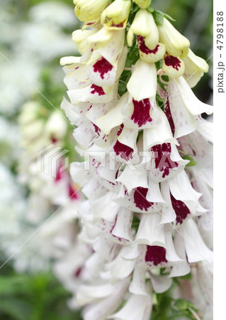 ジギタリス 4798188