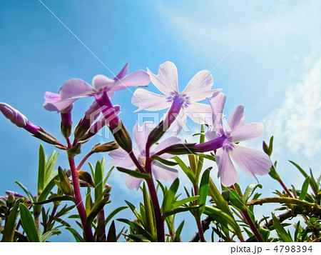 芝桜と空 4798394