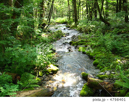 森の小川 森の小川 4798401