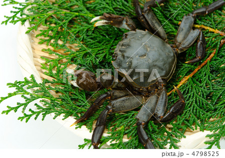 mitten crab, モクズガニ mitten crab, モクズガニ 4798525