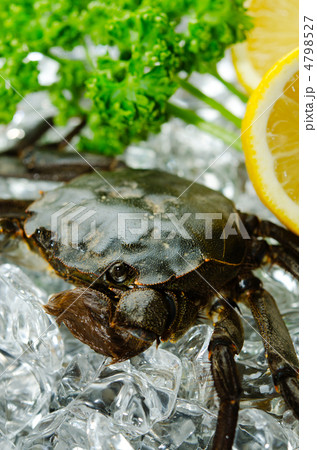 mitten crab, モクズガニ 4798527
