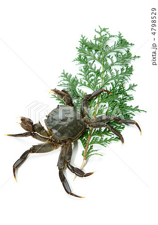 mitten crab, モクズガニ 4798529