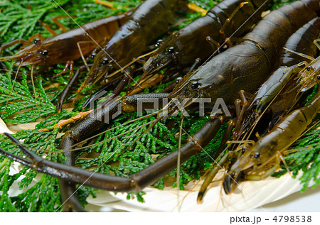 freshwater prawn, テナガエビ freshwater prawn, テナガエビ 4798538