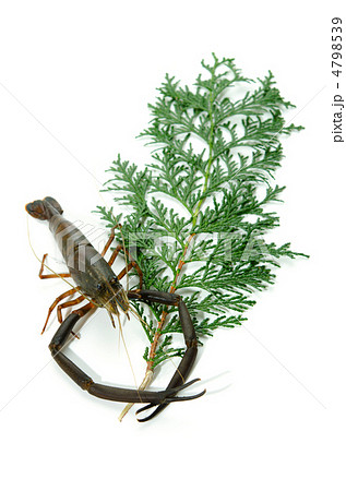 freshwater prawn, テナガエビ 4798539