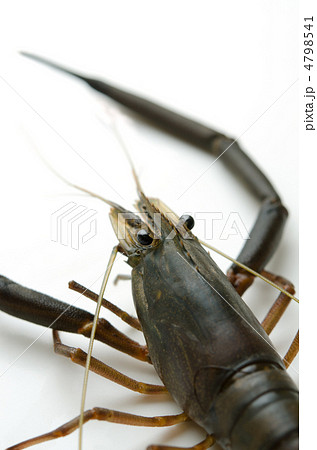 freshwater prawn, テナガエビ 4798541