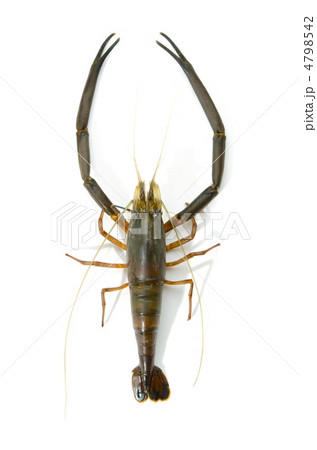 freshwater prawn, テナガエビ freshwater prawn, テナガエビ 4798542