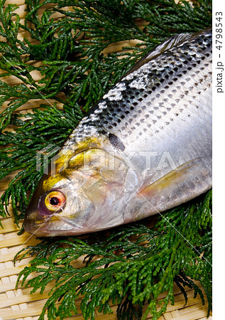 thread shad, コノシロ 4798543