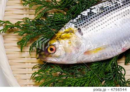 thread shad, コノシロ 4798544