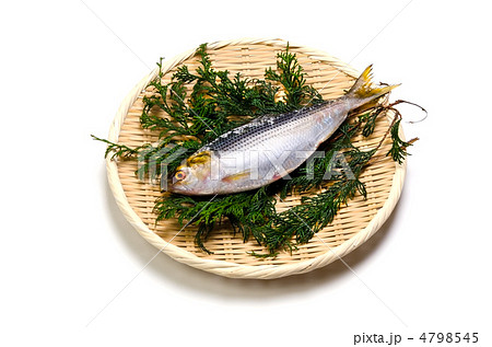 thread shad, コノシロ 4798545