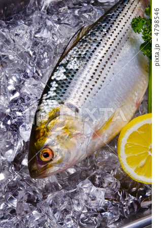 thread shad, コノシロ 4798546