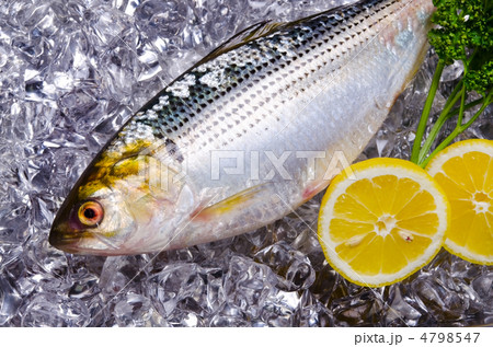 thread shad, コノシロ 4798547