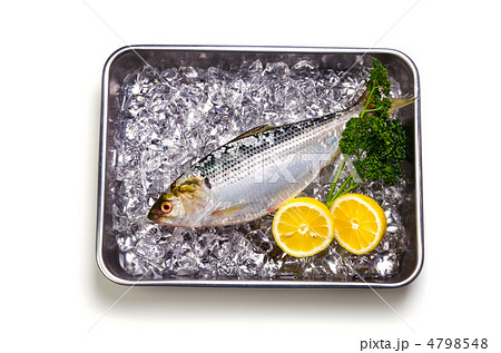 thread shad, コノシロ 4798548