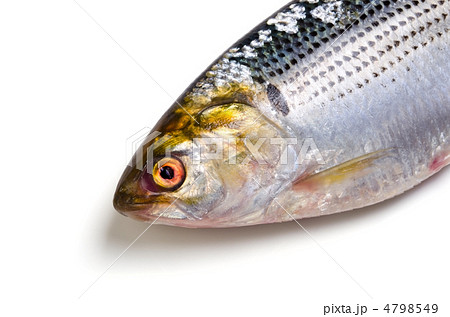 thread shad, コノシロ thread shad, コノシロ 4798549