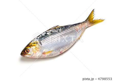 thread shad, コノシロ 4798553