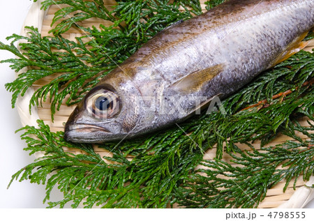 gnomefish, ムツ gnomefish, ムツ 4798555