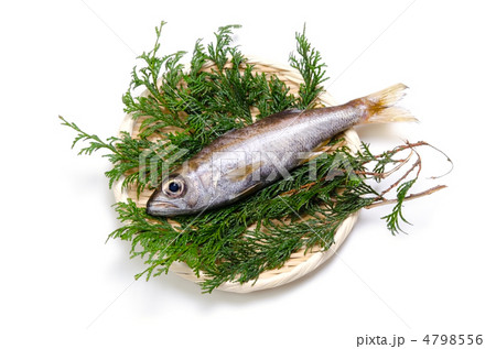 gnomefish, ムツ gnomefish, ムツ 4798556