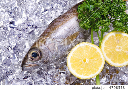 gnomefish, ムツ 4798558